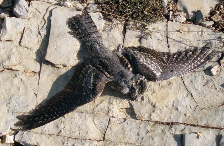 Eurasian Nightjar (Caprimulgus europaeus) (roadkilled)