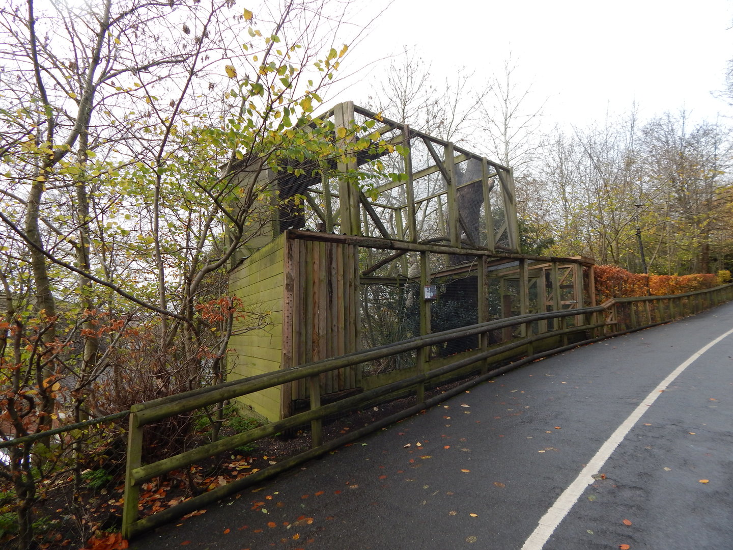 Eurasian Northern hawk-owl aviary 241122