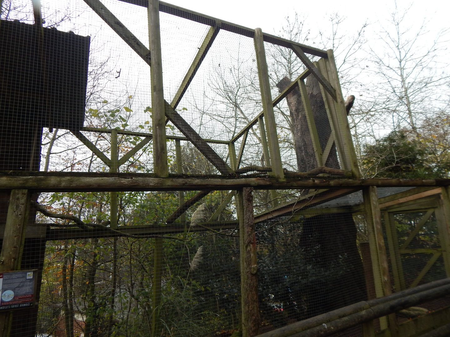 Eurasian Northern hawk-owl aviary 241122