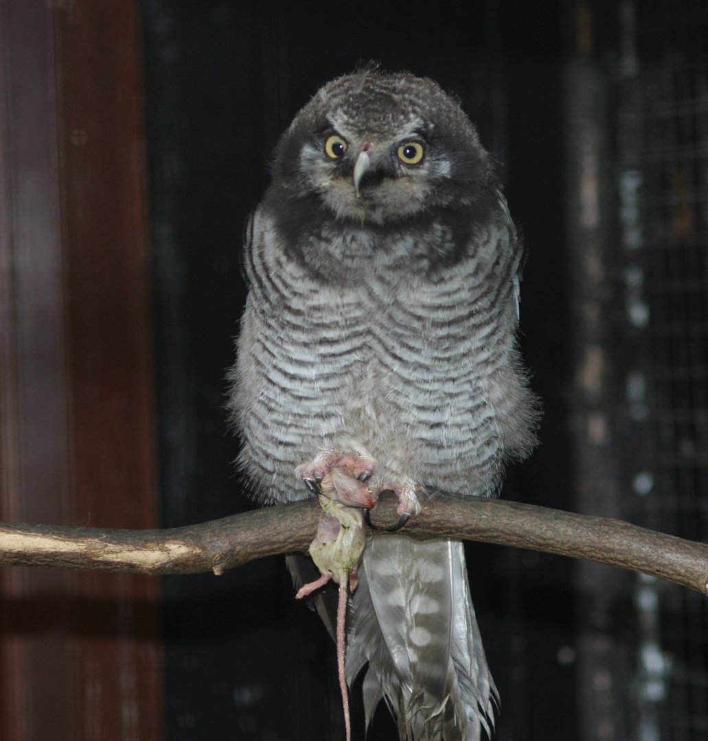 Eurasian northern hawk-owl (Surnia ulula ulula), 2006-08-20