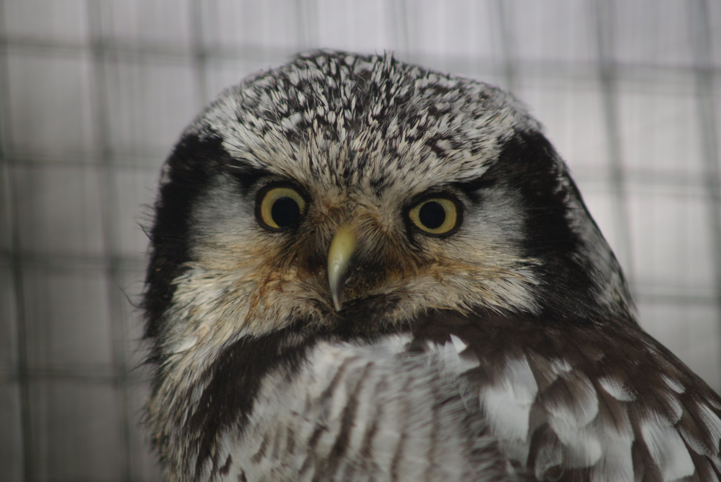 Eurasian northern hawk-owl (Surnia ulula ulula), 2006-12-31
