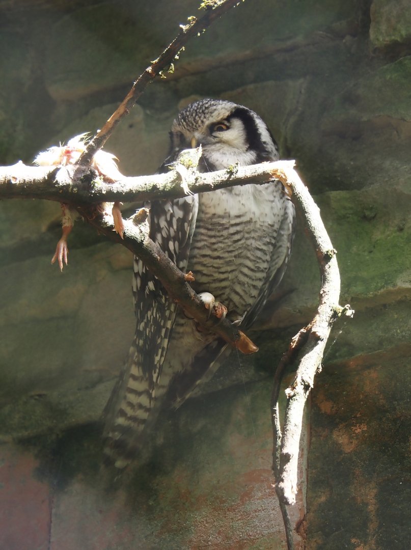 Eurasian northern hawk-owl (Surnia ulula ulula), 2024-05-21