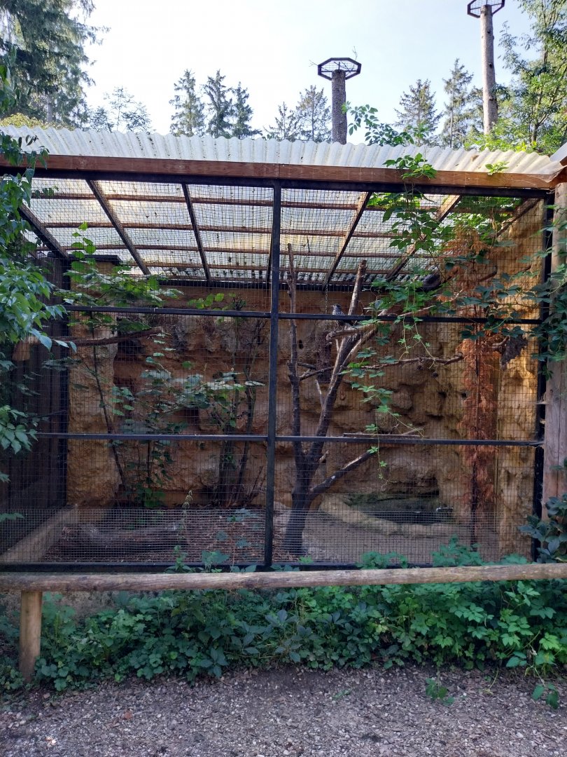 Eurasian nutcracker aviary