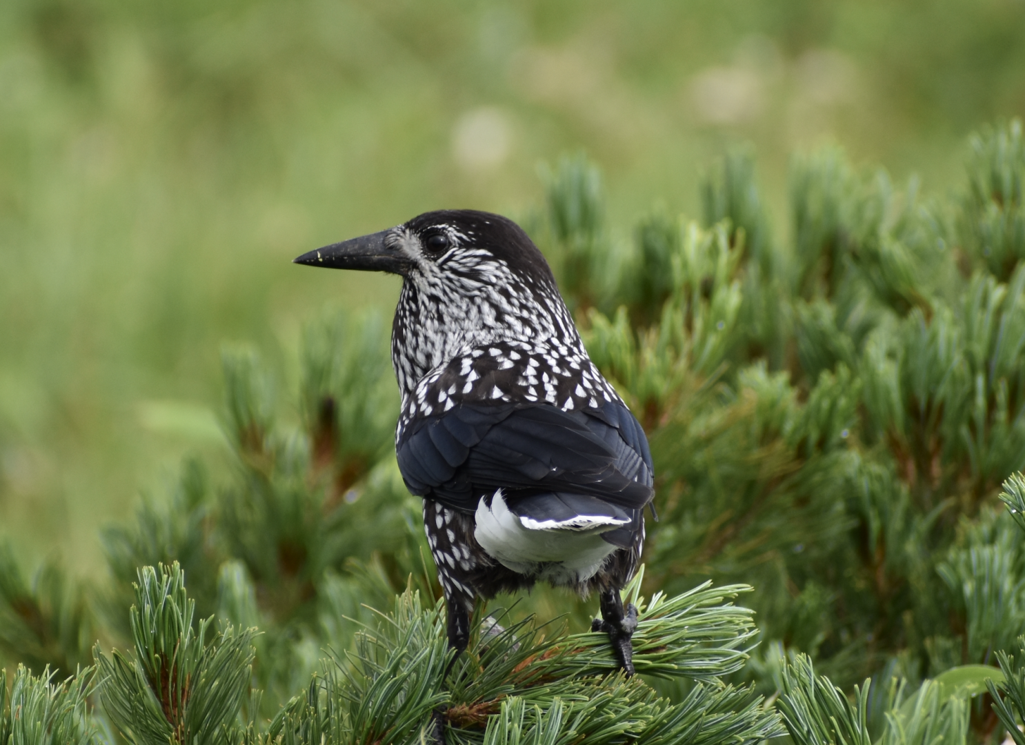 Eurasian Nutcracker ~ Mt. Karamatsu, Hakuba