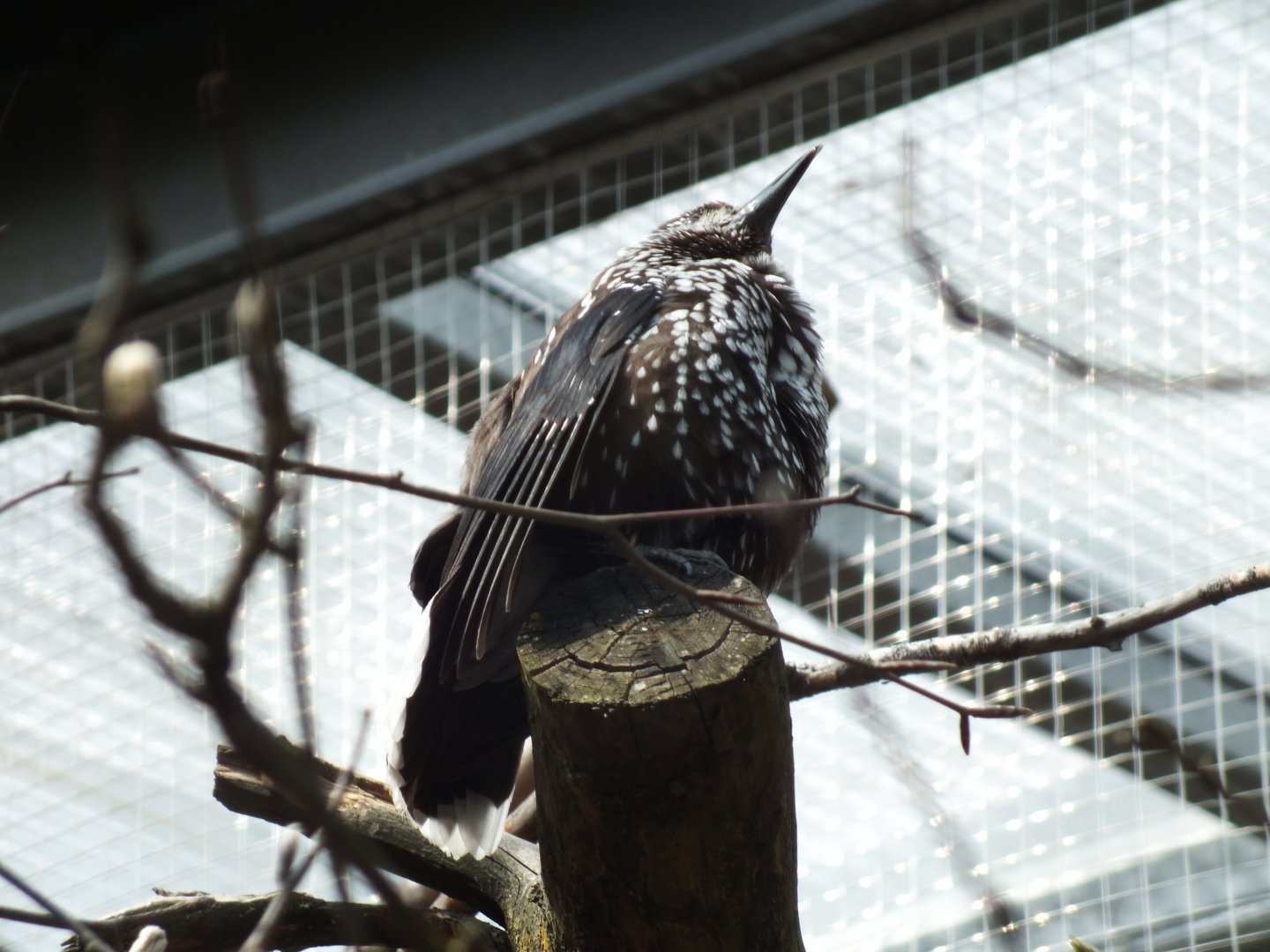 Eurasian Nutcracker (Nucifraga caryocatactes caryocatactes) at Alpenzoo Innsbruck - April 11 2015