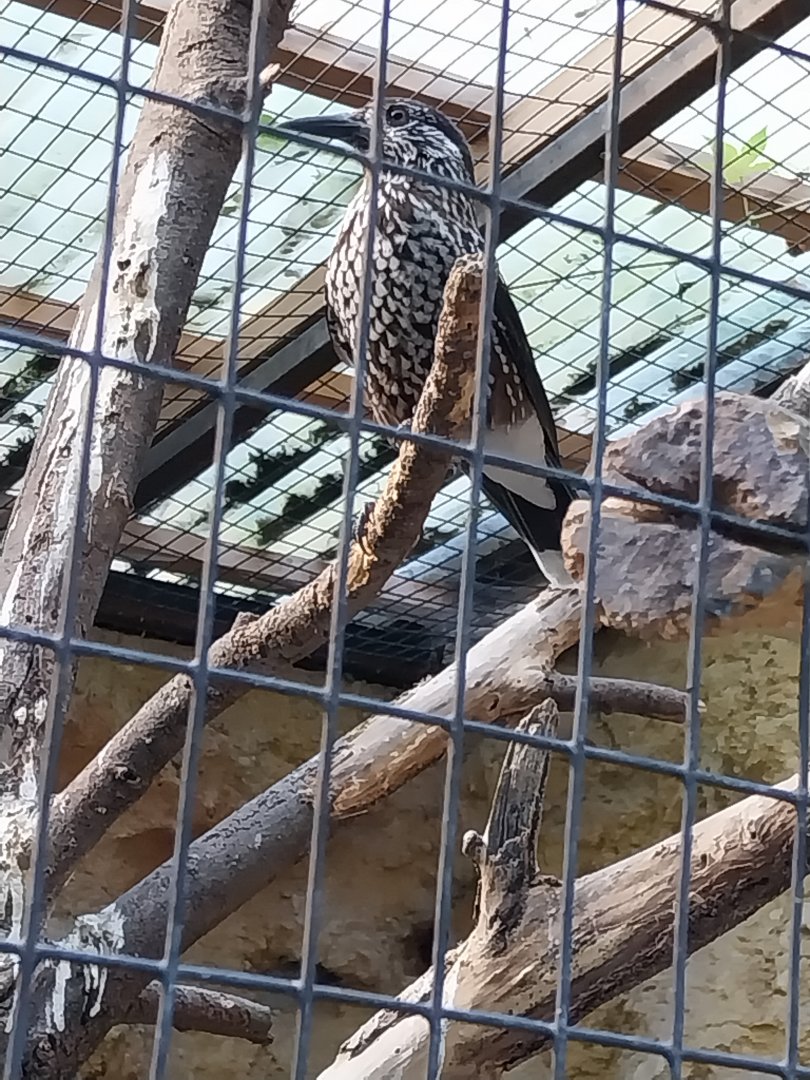 Eurasian nutcracker (Nusifraga caryocatactes)