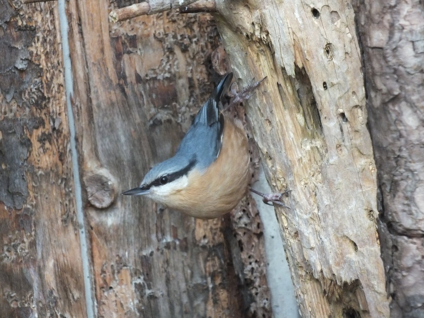 Eurasian Nuthatch (Sitta europaea caesia) at Alpenzoo Innsbruck - April 11 2015