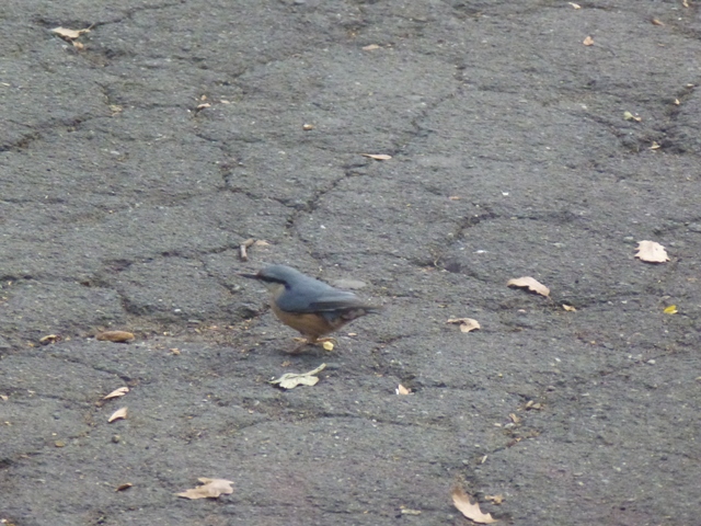 Eurasian Nuthatch Sitta europaea in Sofia 19.9.13
