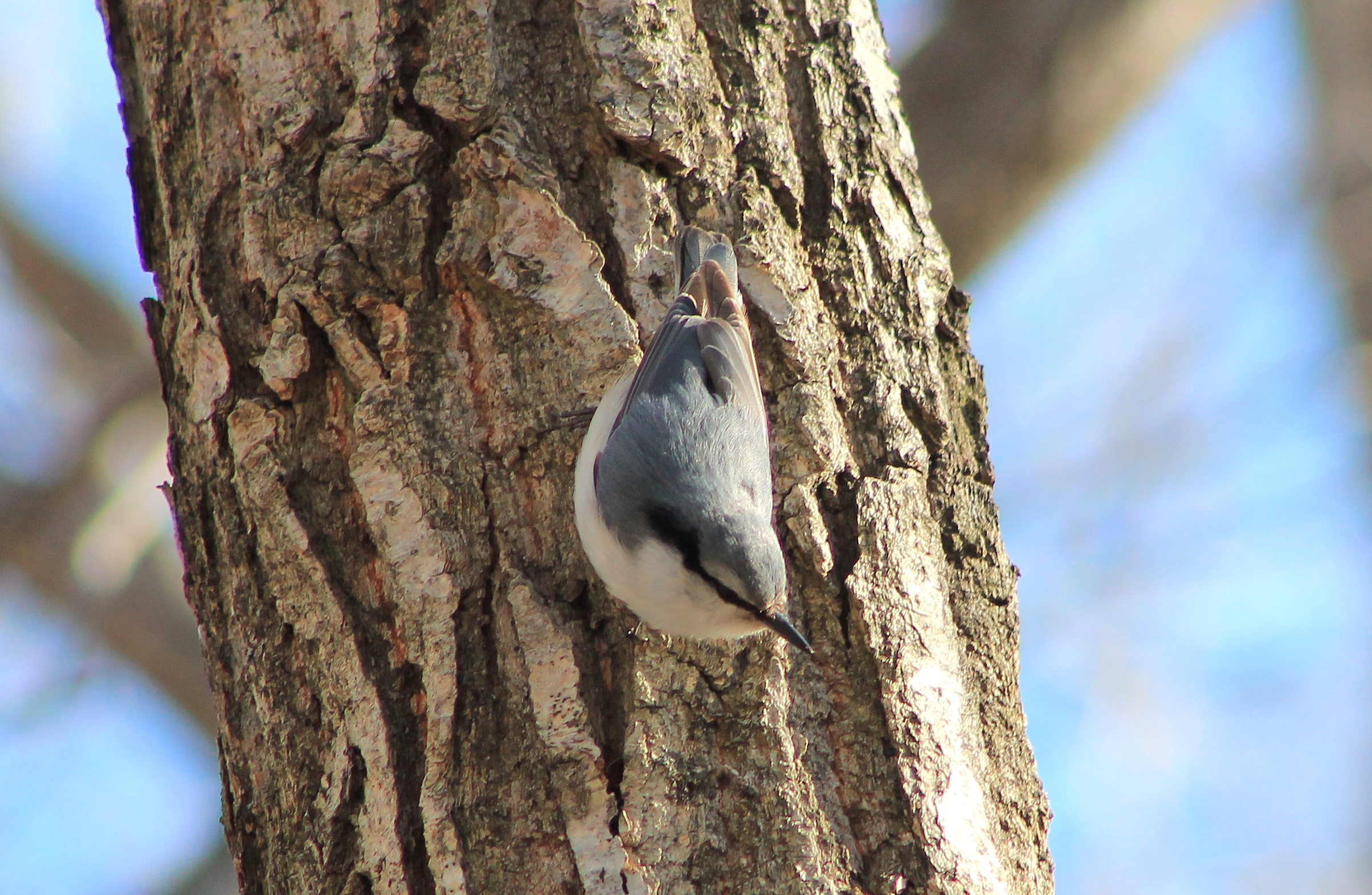 Eurasian Nuthatch (Sitta europaea)