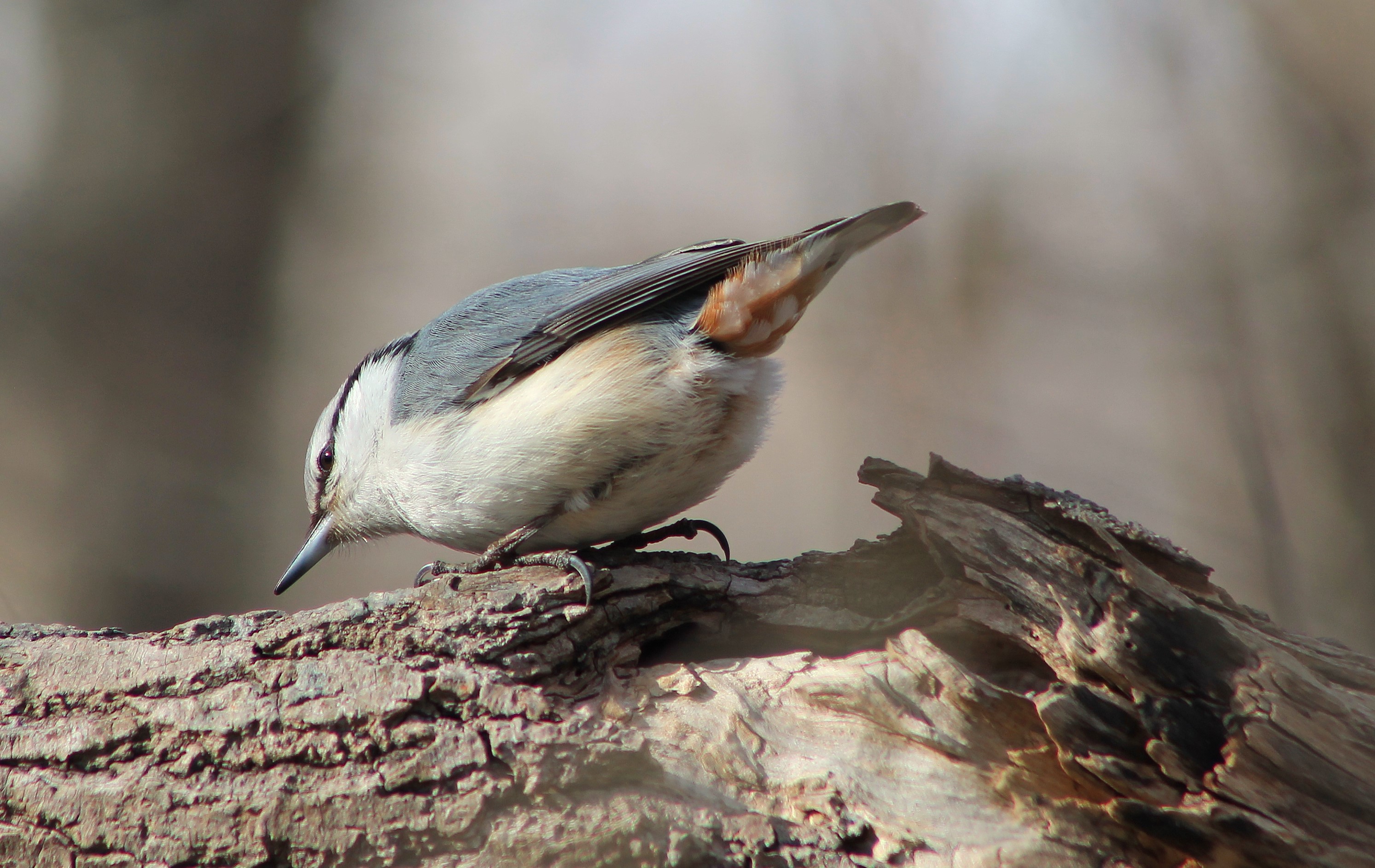 Eurasian Nuthatch (Sitta europaea)