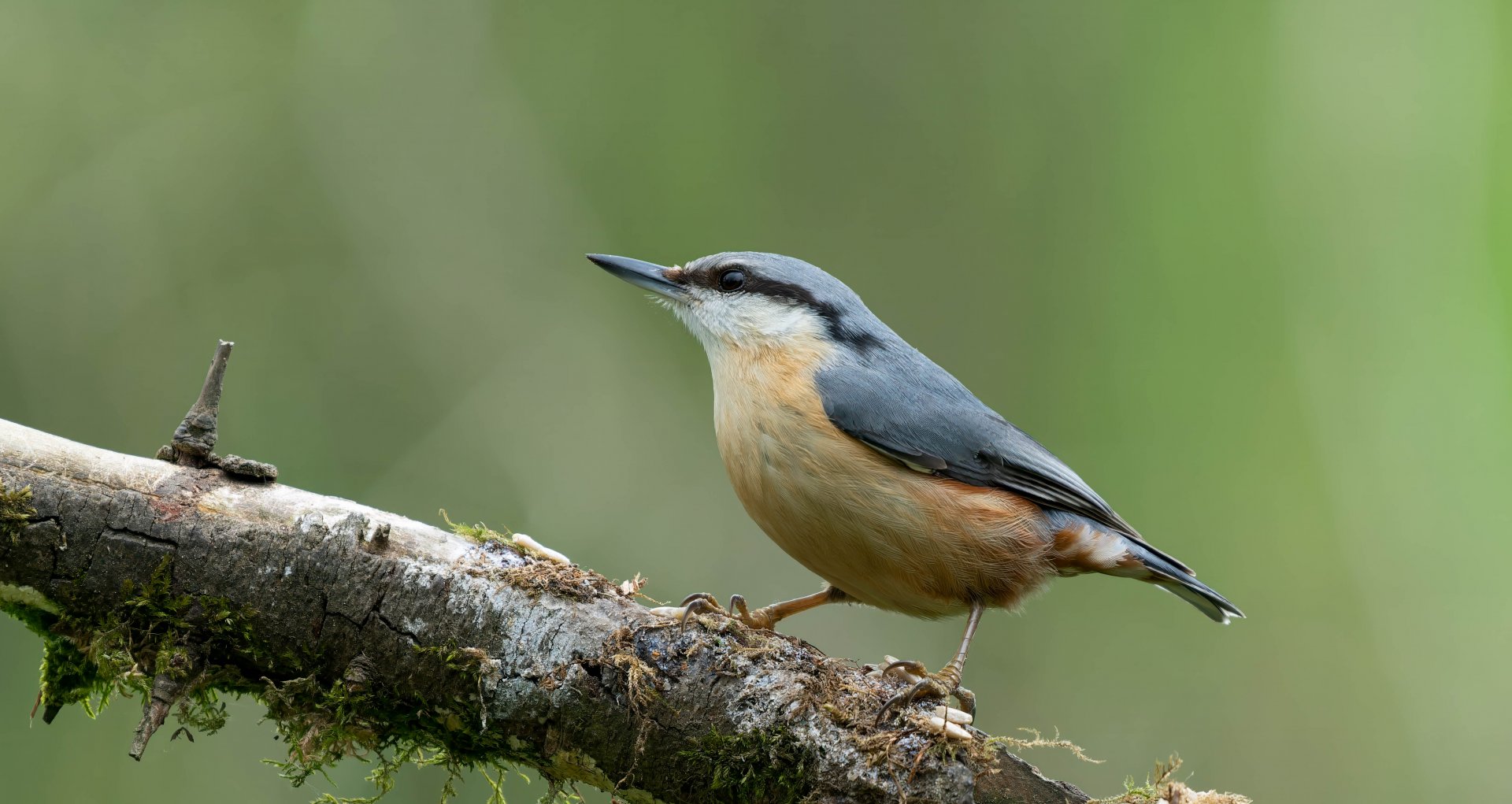 Eurasian Nuthatch, wild, UK
