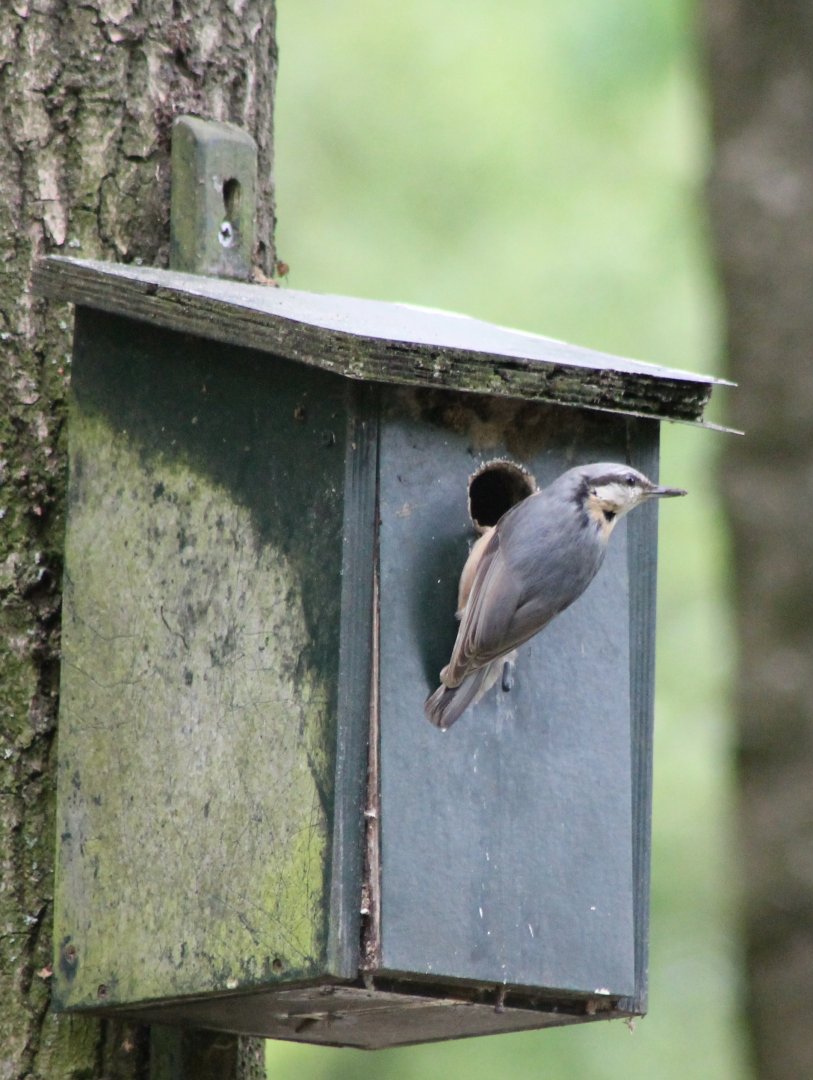 Eurasian nuthatch
