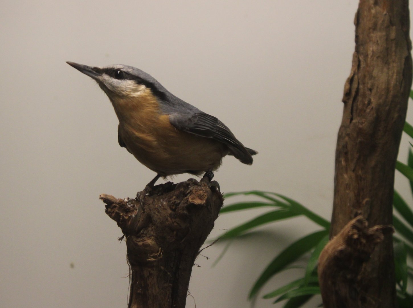 Eurasian nuthatch