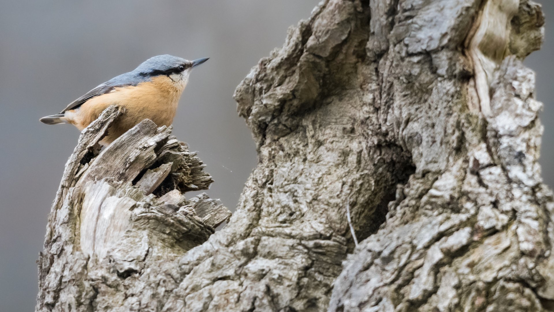 Eurasian nuthatch