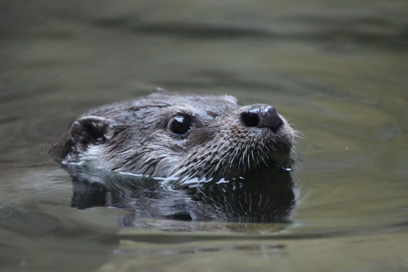 Eurasian Otter - 20 June 2024