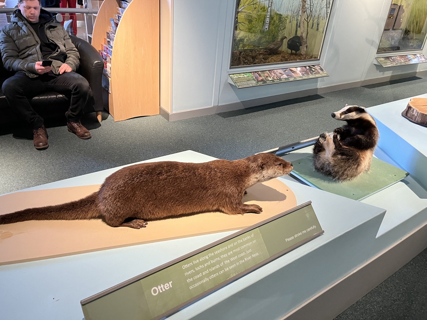 Eurasian otter and eurasian badger (taken at Inverness museum 3.4.24)