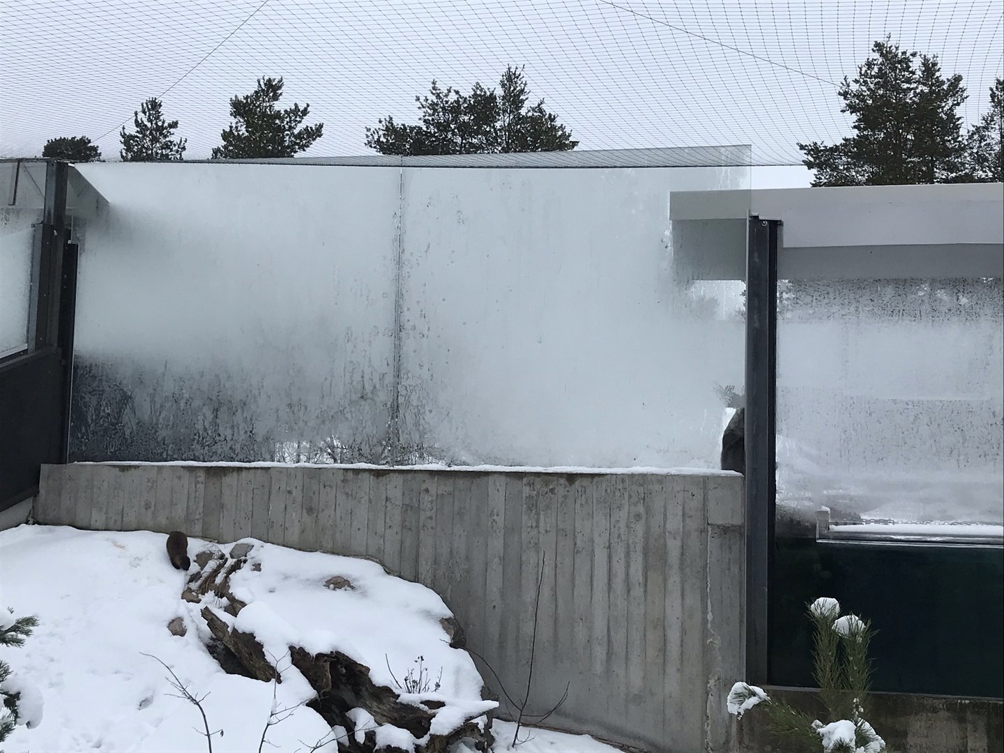 Eurasian otter and European mink