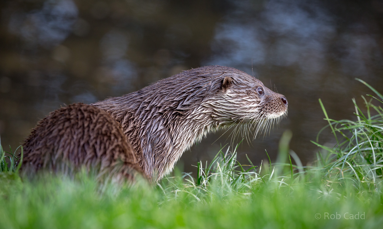 Eurasian otter : British Wildlife Centre : 05 Oct 2018