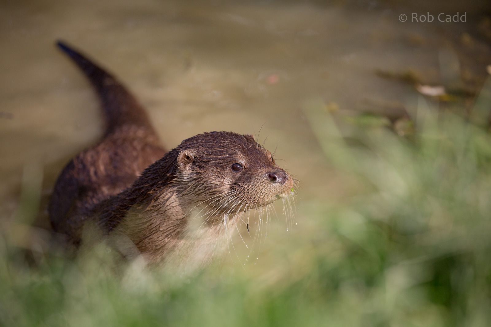 Eurasian otter : British Wildlife Centre : 05 Oct 2018