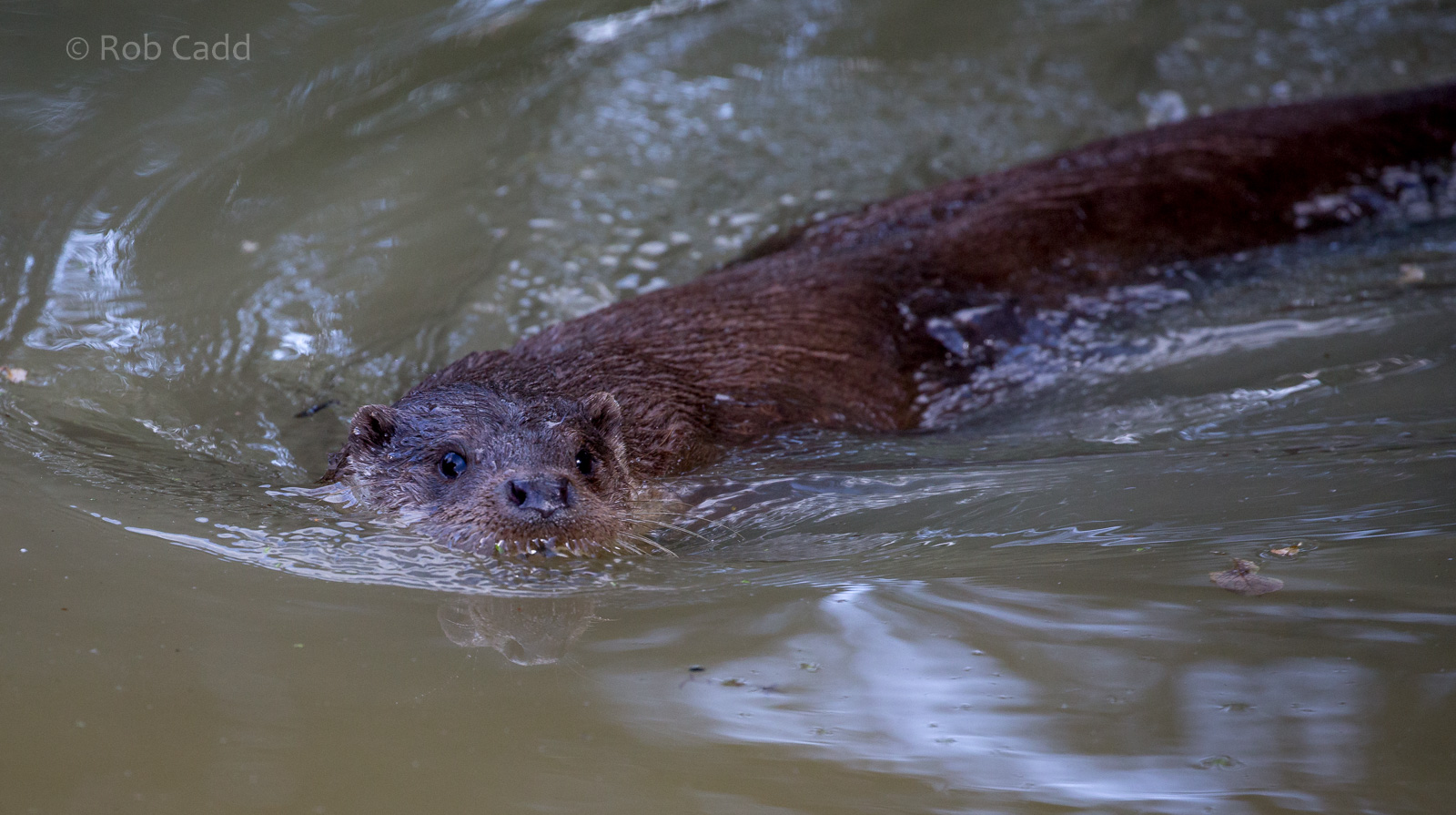 Eurasian otter : British Wildlife Centre : 05 Oct 2018