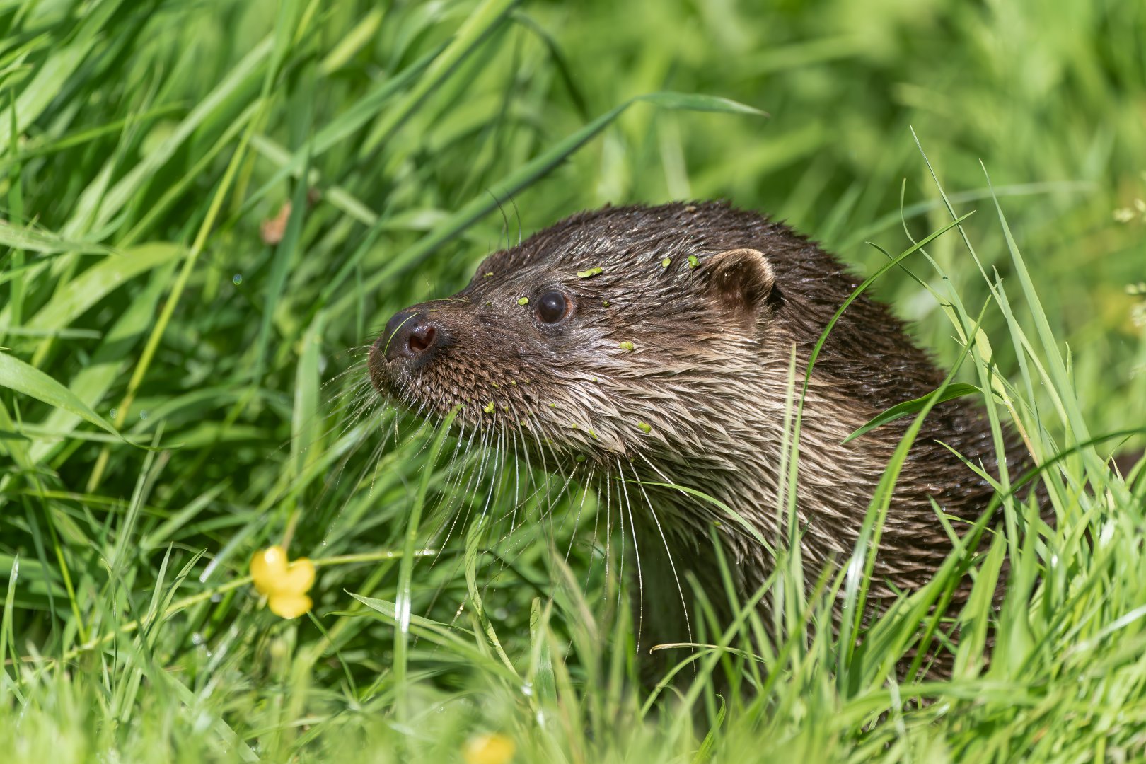 Eurasian Otter, British wildlife centre, UK