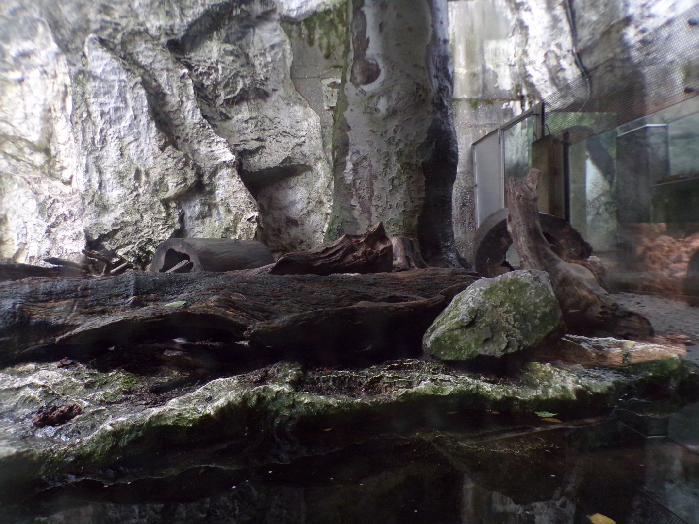 Eurasian otter enclosure 9.7.25