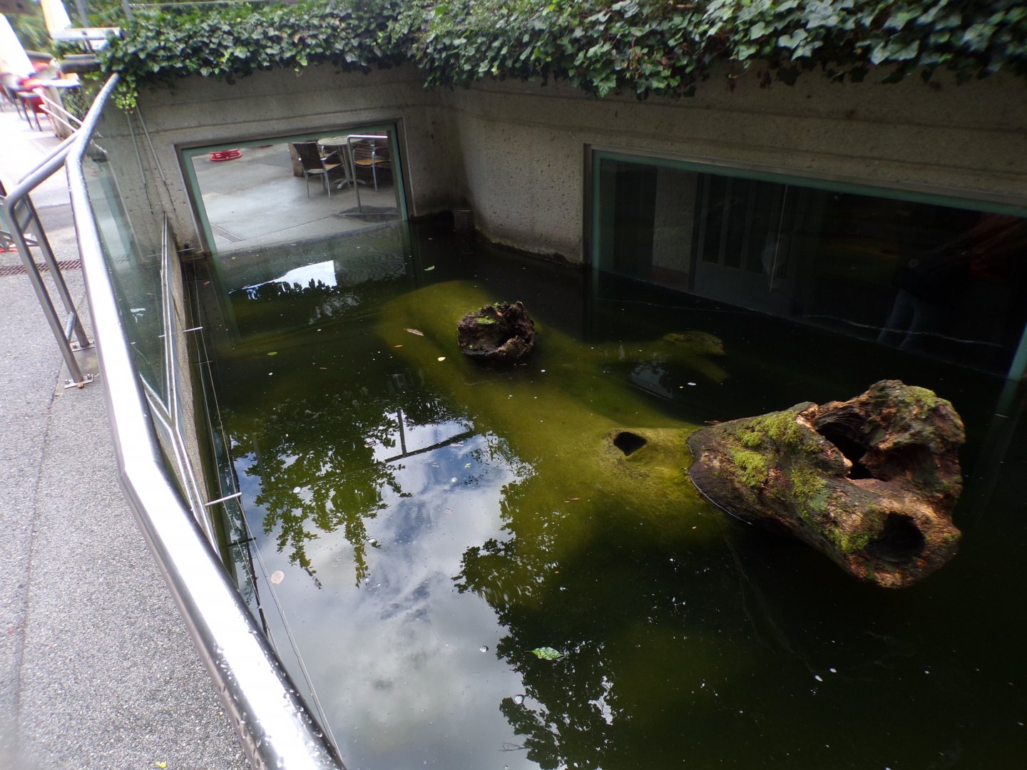 Eurasian otter enclosure 9.7.25