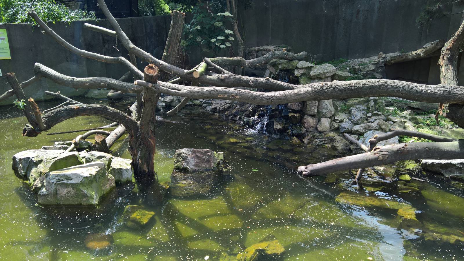 Eurasian otter enclosure