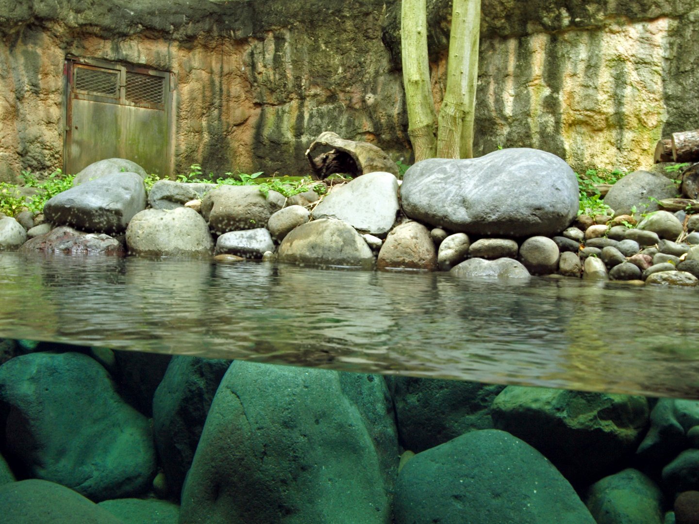 Eurasian otter enclosure