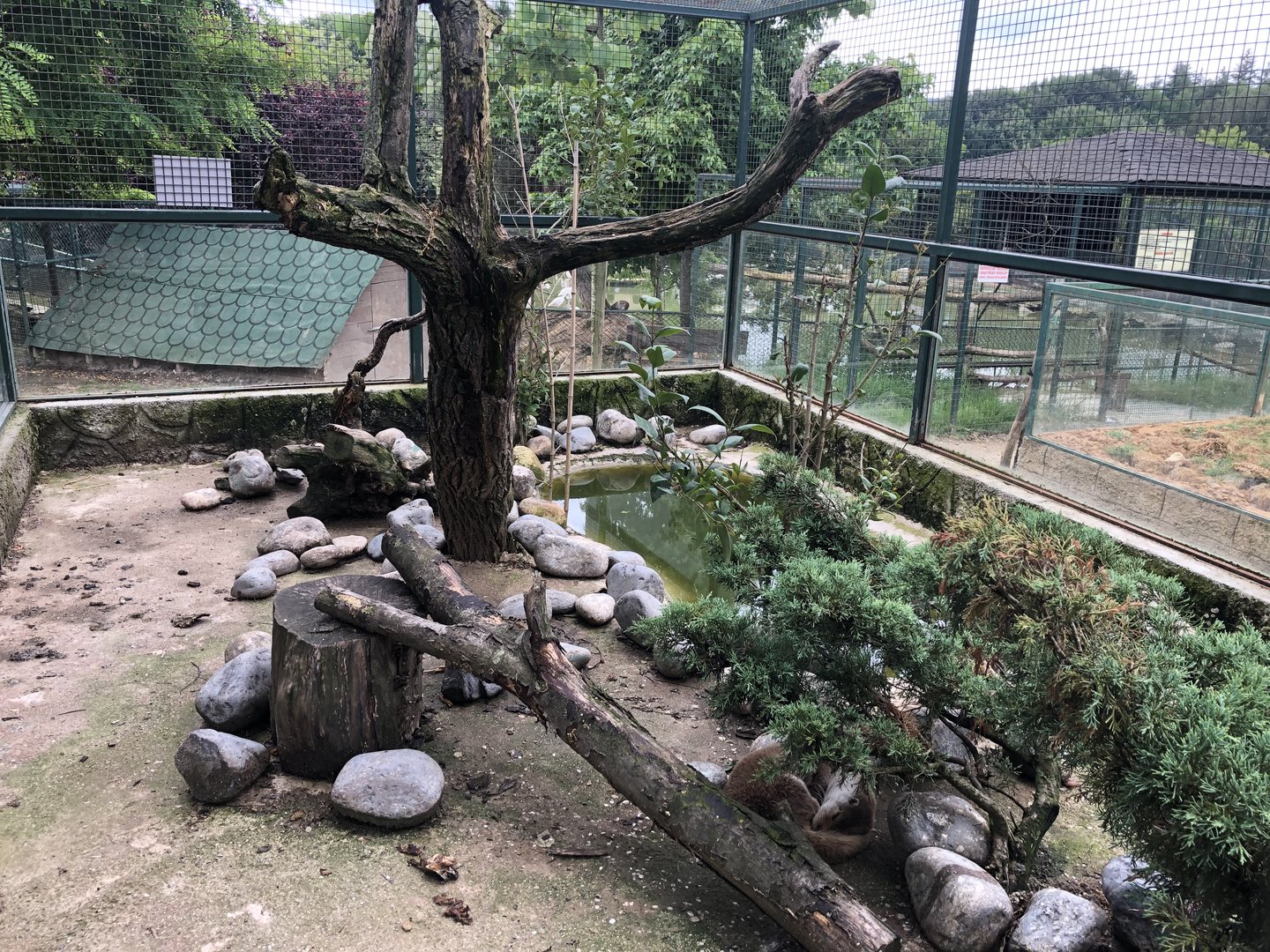 Eurasian otter enclosure