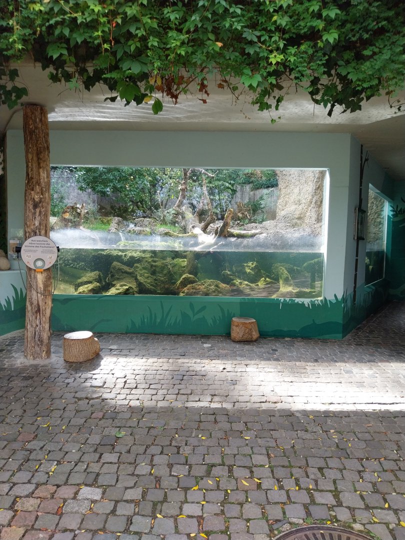 Eurasian otter enclosure