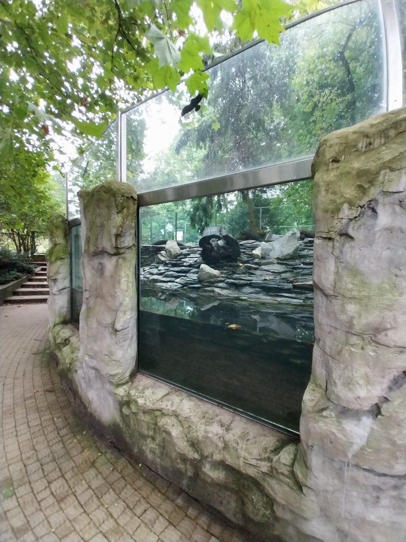 Eurasian otter enclosure