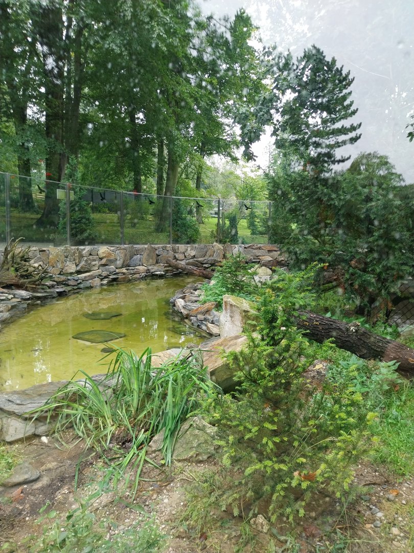 Eurasian otter enclosure