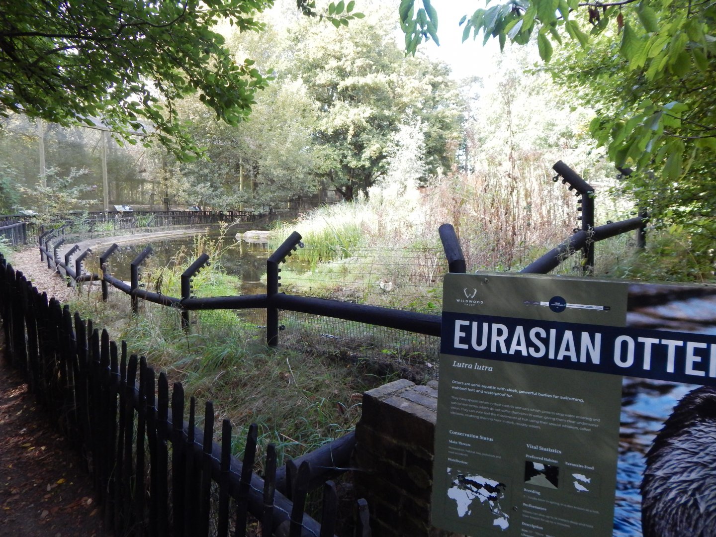 Eurasian otter exhibit 030924