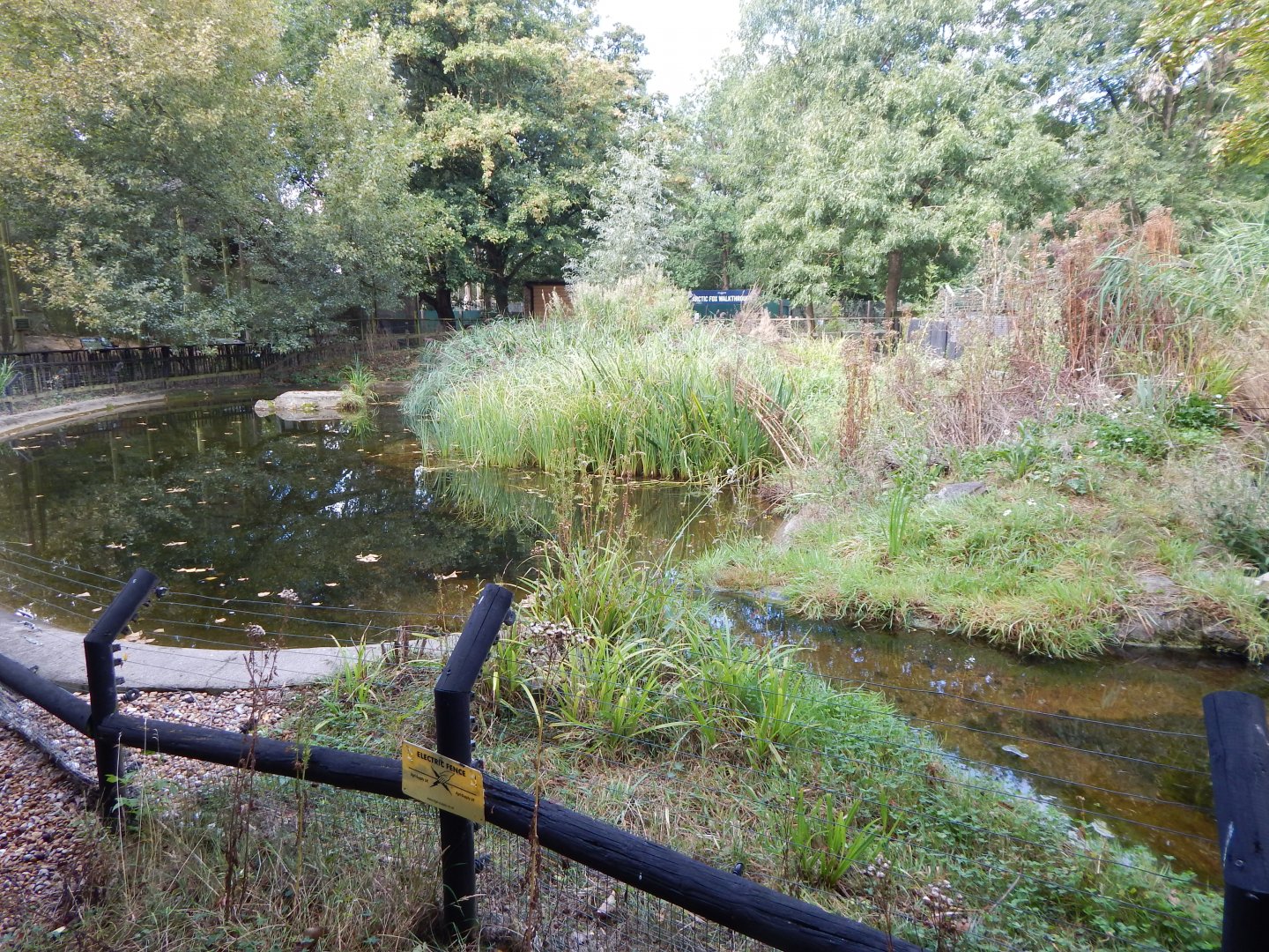 Eurasian otter exhibit 030924