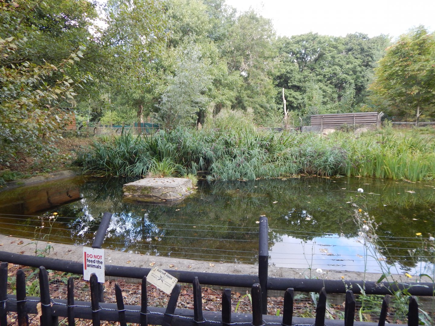 Eurasian otter exhibit 030924