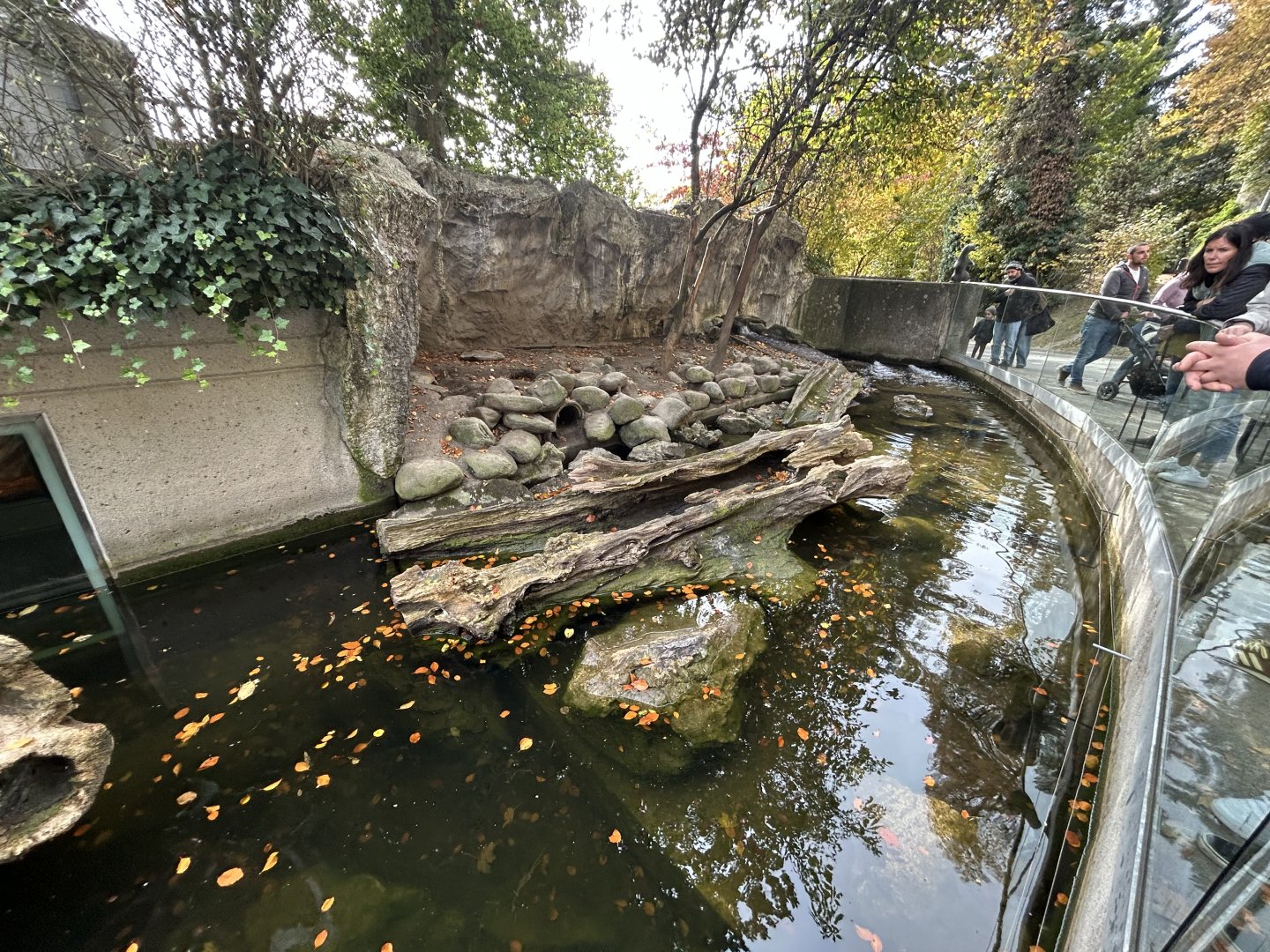 Eurasian Otter Exhibit #2