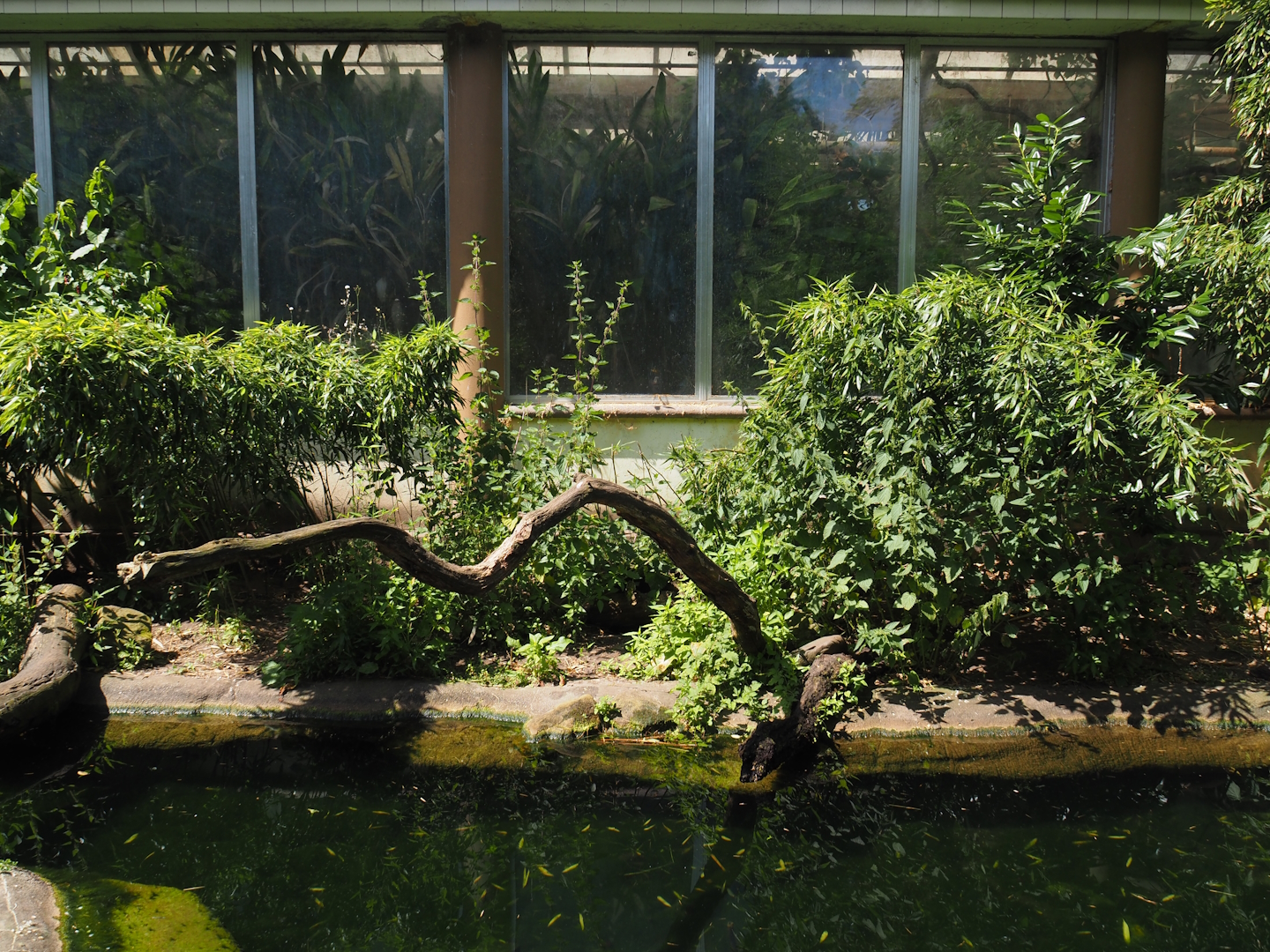 Eurasian otter exhibit, 2024-06-30