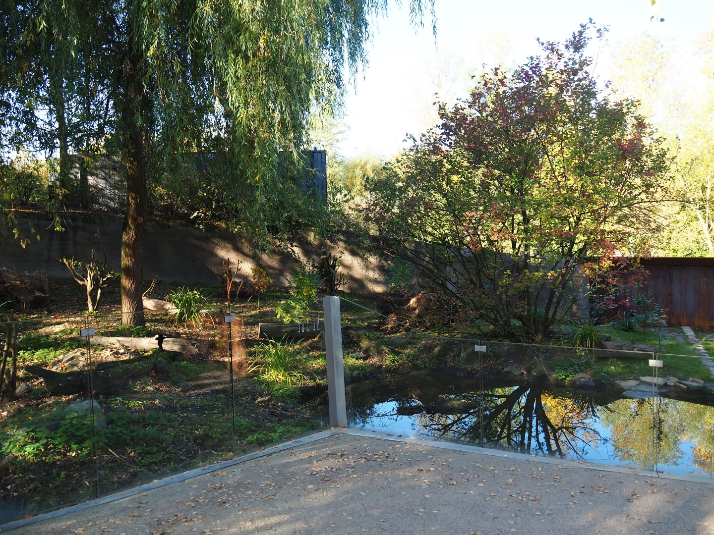 Eurasian otter exhibit (Oct 13th, 2018)