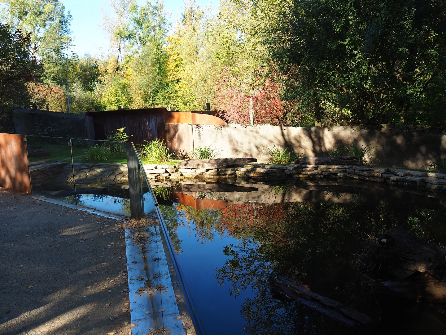 Eurasian otter exhibit (Oct 13th, 2018)