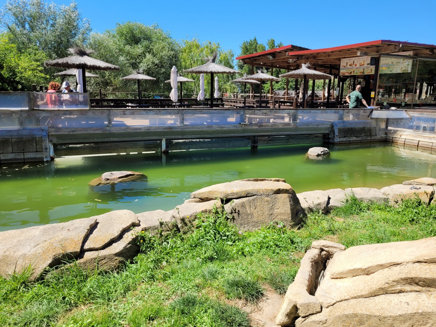 Eurasian otter exhibit -Sendaviva (2024)