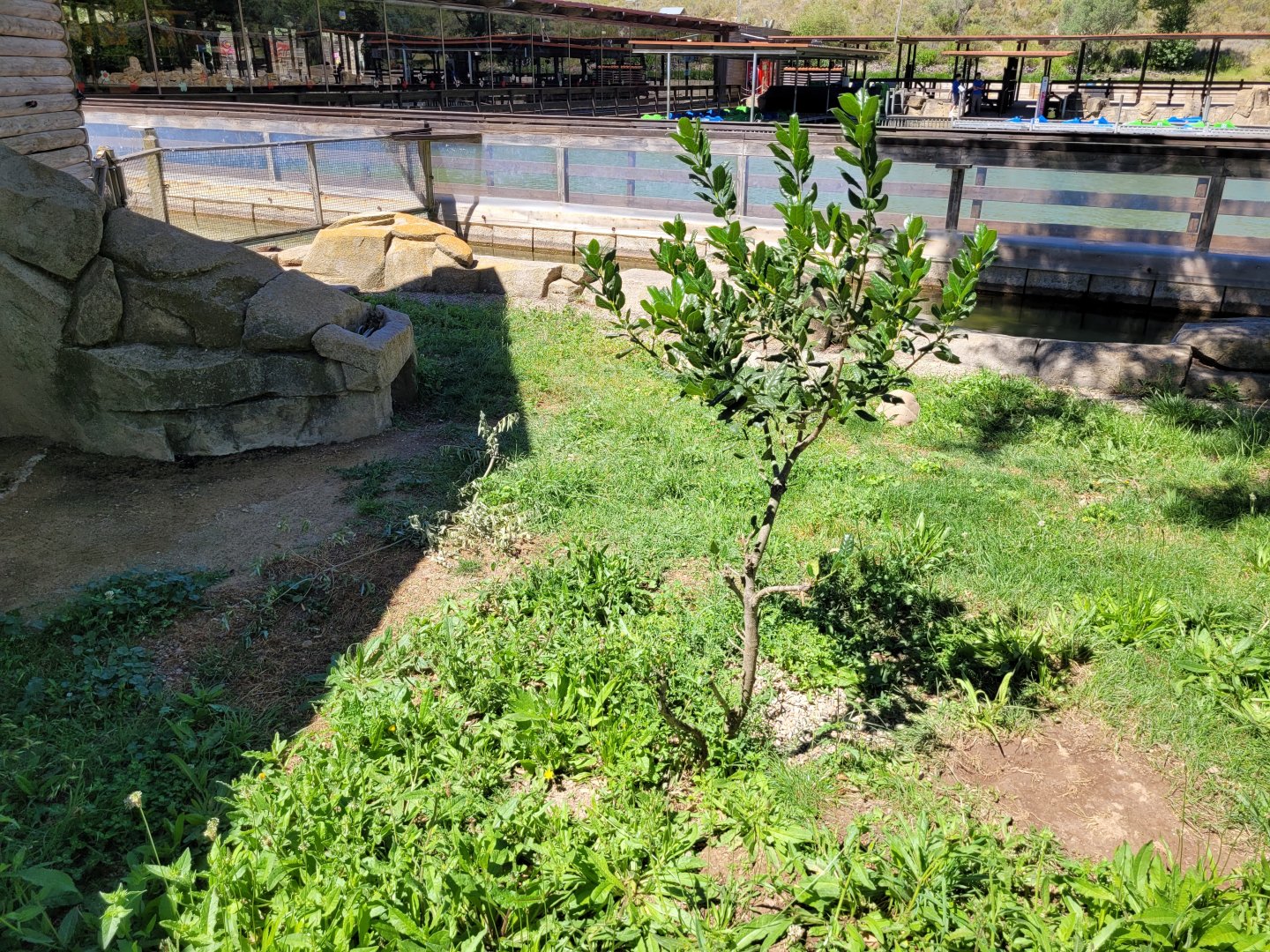 Eurasian otter exhibit -Sendaviva (2024)