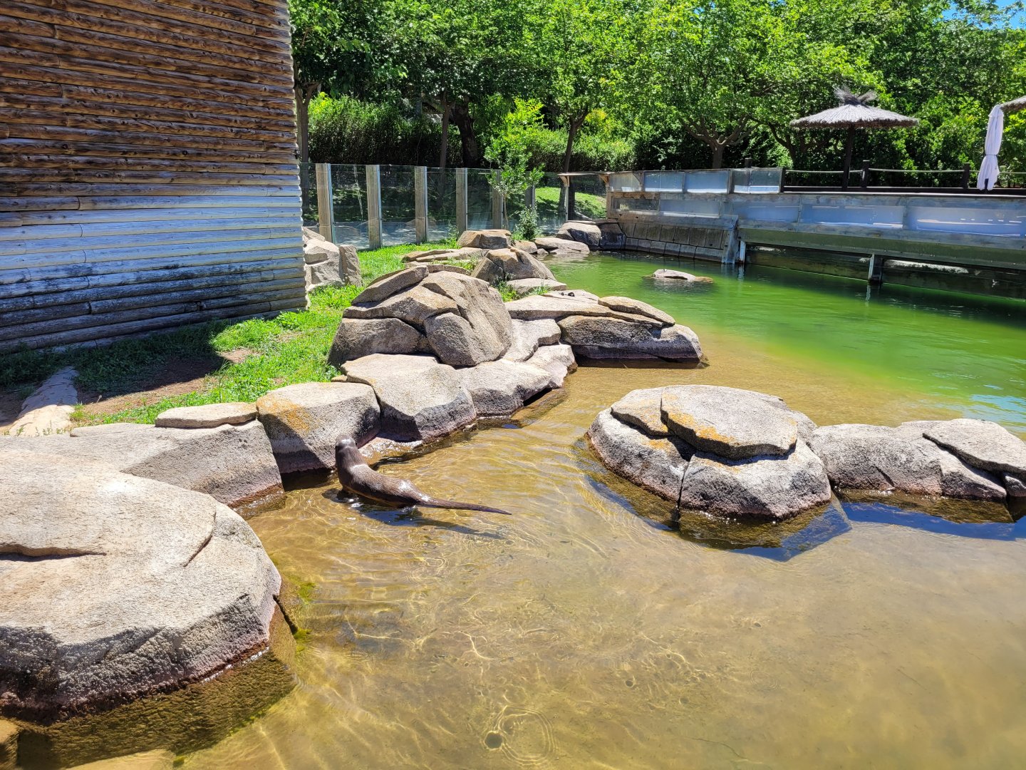 Eurasian otter exhibit -Sendaviva (2024)