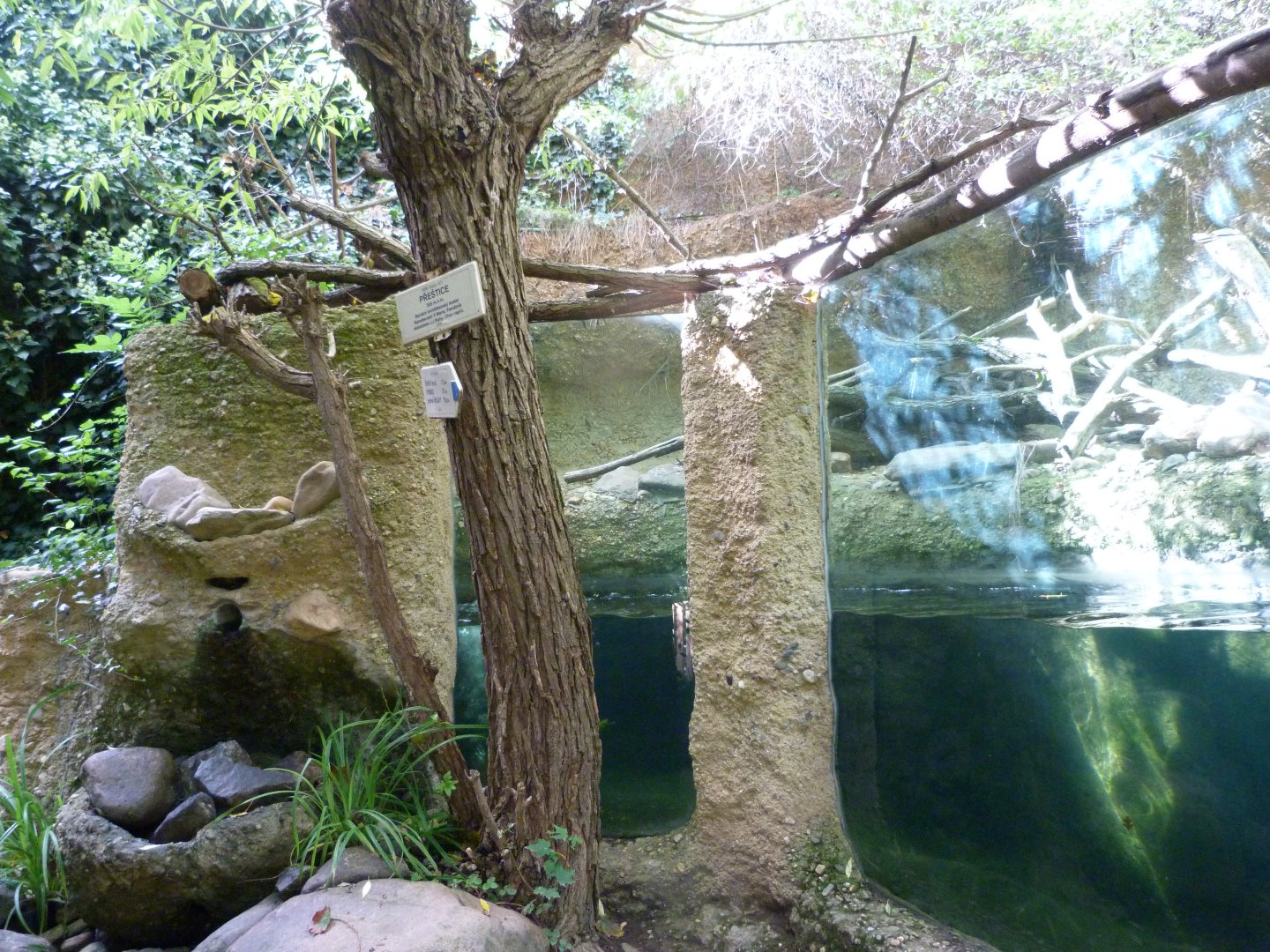 Eurasian otter exhibit -Zoo Plzeň (2025)