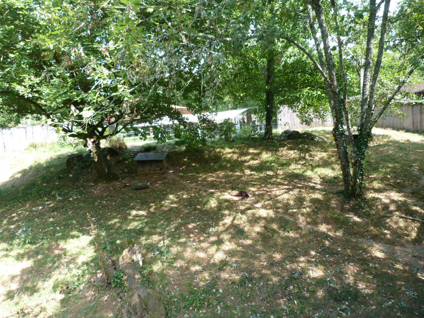 Eurasian otter exhibit -Zoodyssée (2025)