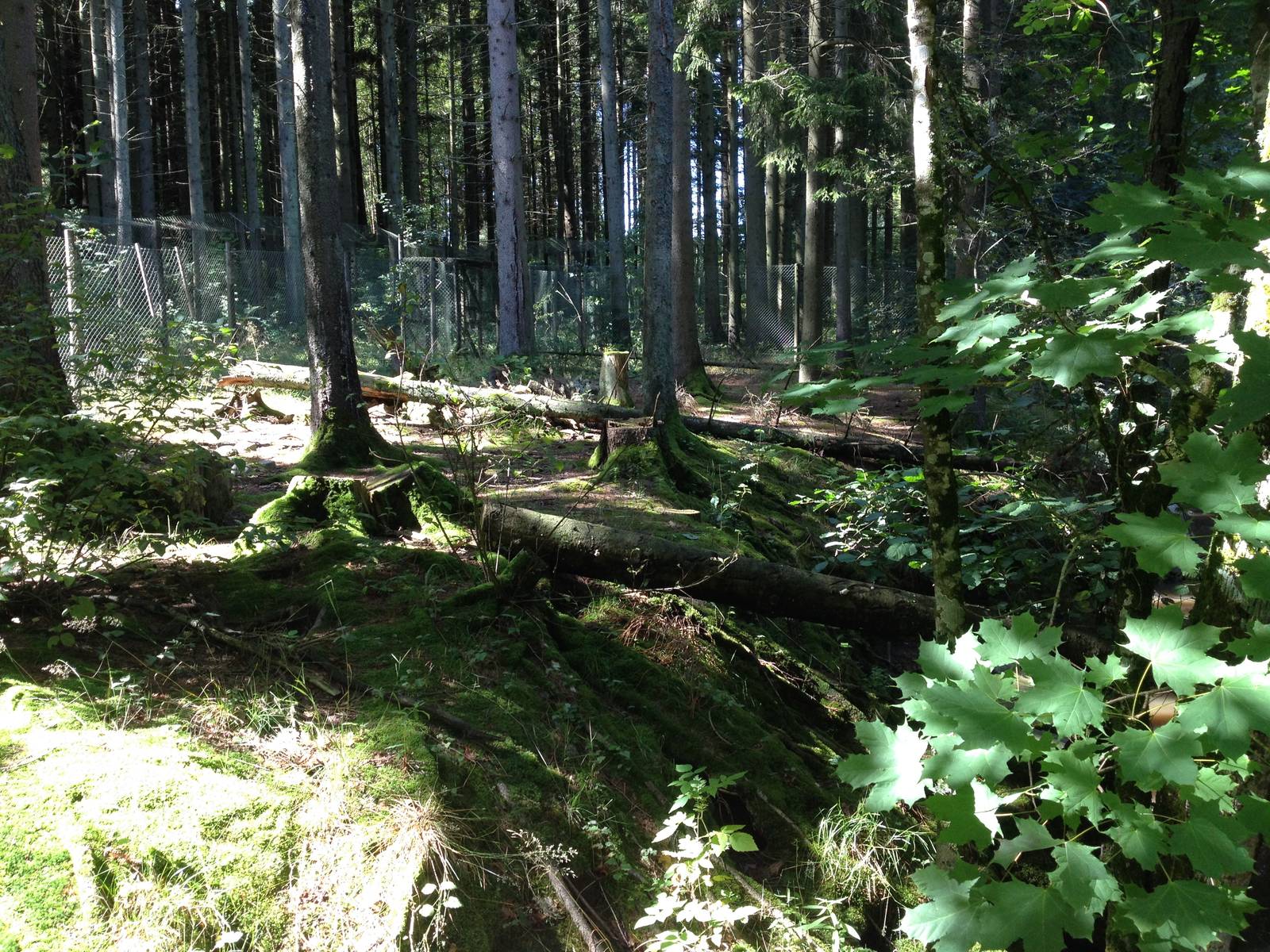 Eurasian otter exhibit.