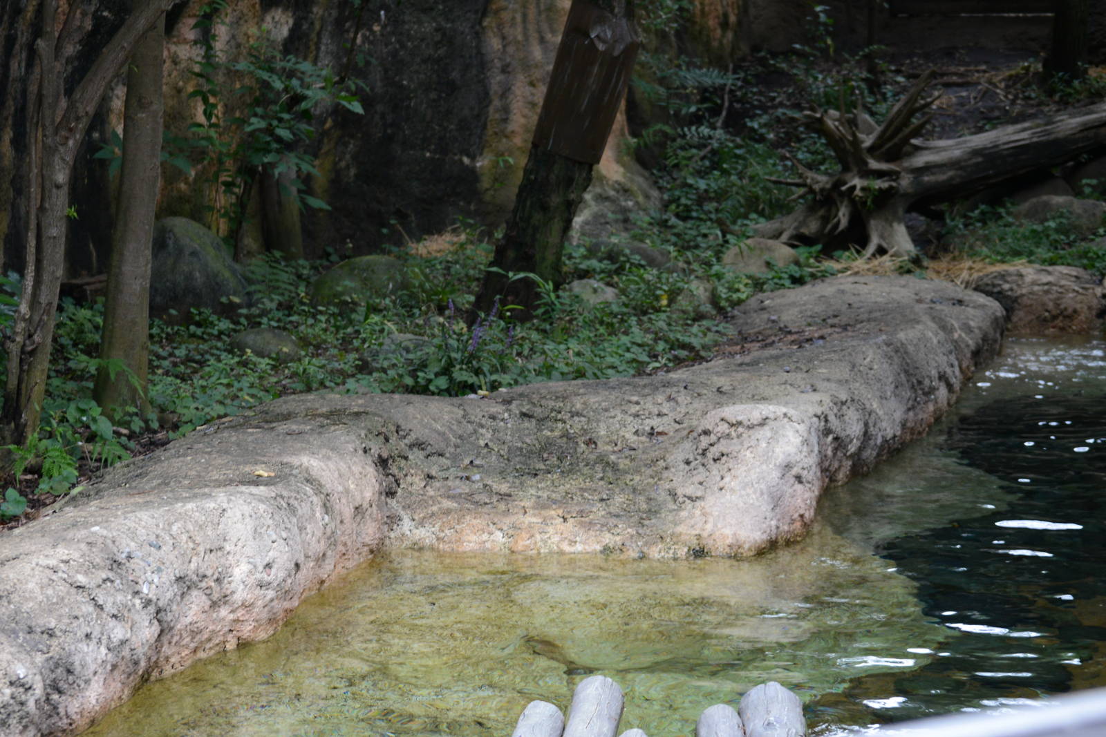 Eurasian otter exhibit