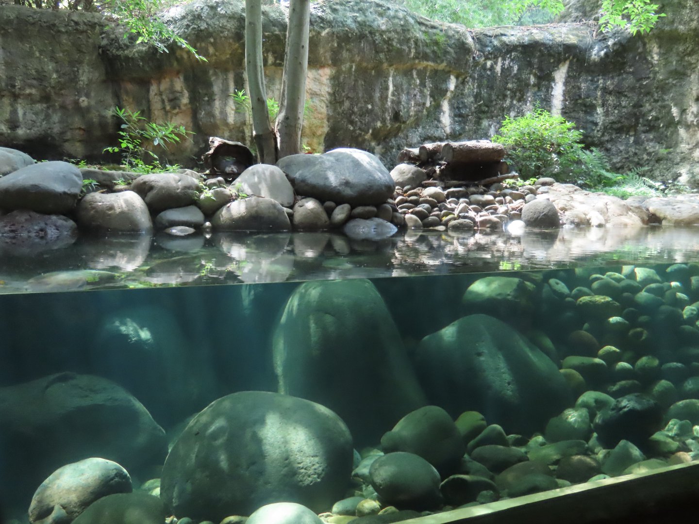 Eurasian otter exhibit