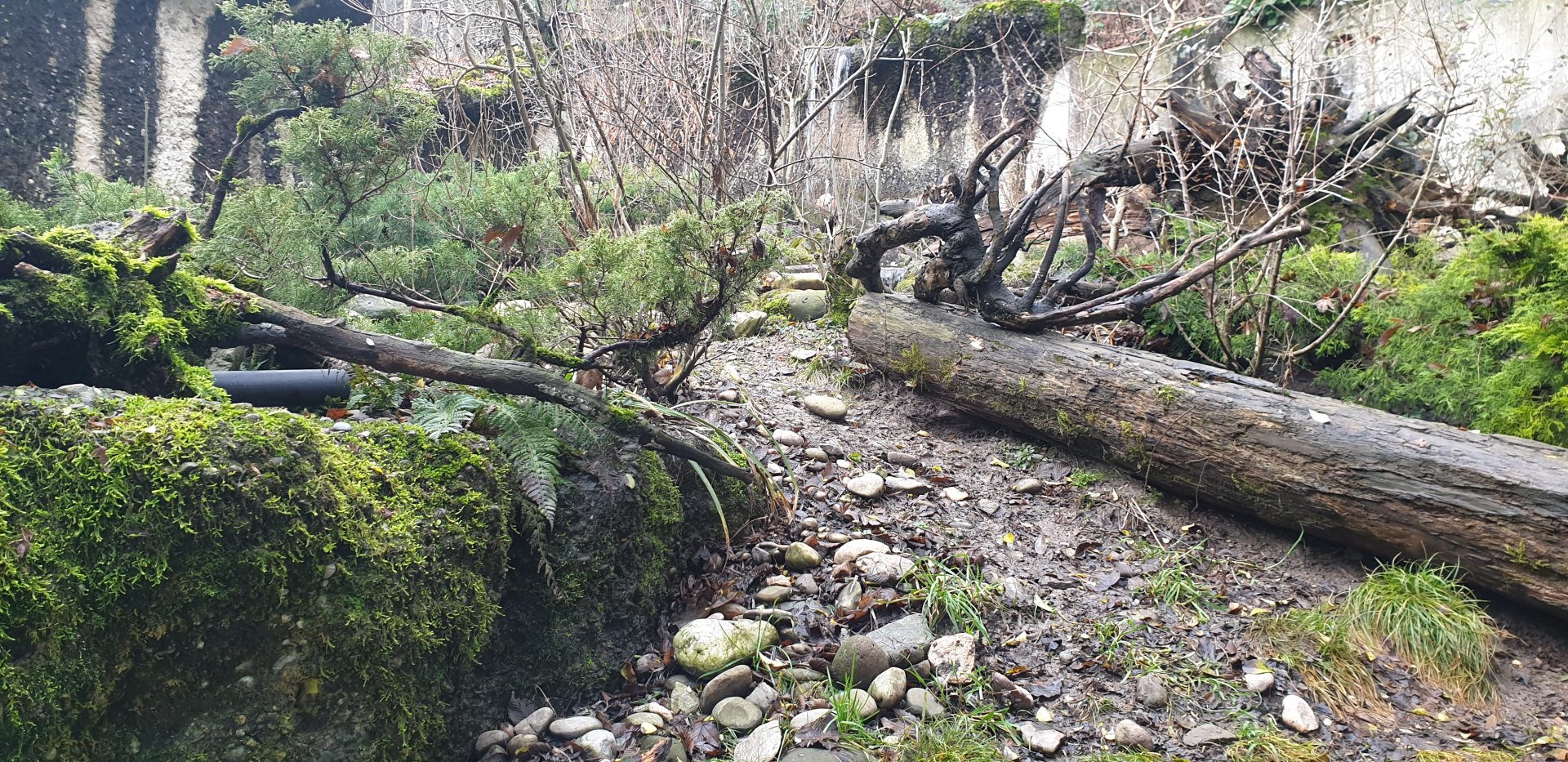Eurasian otter exhibit