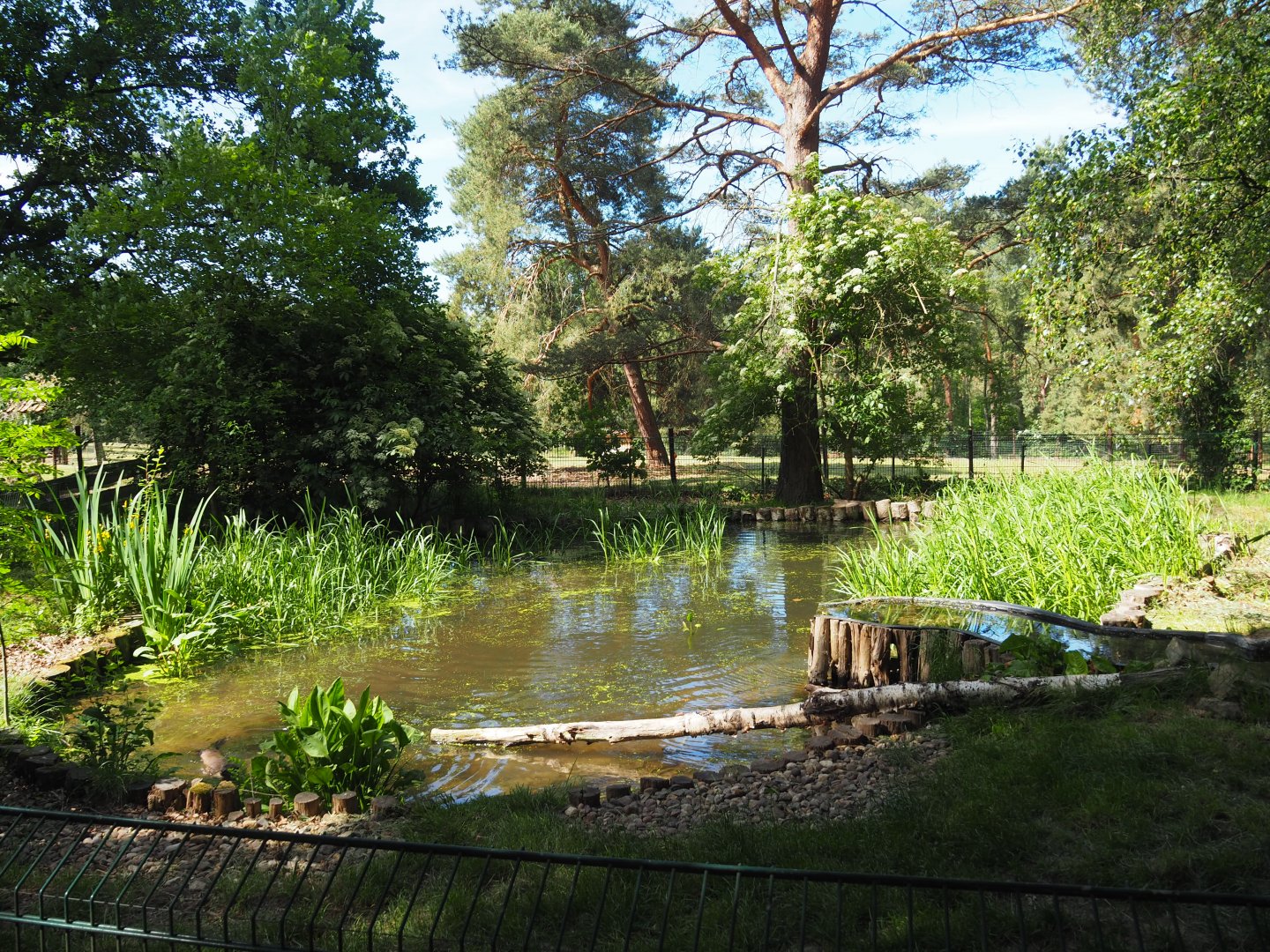 Eurasian Otter Exhibit